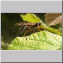 Coleocentrus excitator - Schlupfwespe 01.jpg